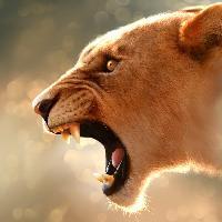 母狮被鬣狗群追杀，雄狮赶回狂怒秒掉鬣狗首领的分享者