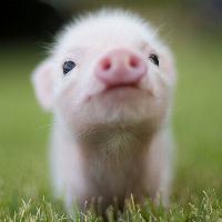 超实用产房母猪和仔猪饲养管理要点！的分享者