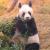 功夫熊猫-阿宝中二系列短片的分享者
